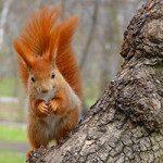 Аватара пользователя