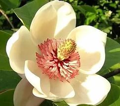 Красивоцветущие кустарники и деревья. Как называются? - i (1).jpg