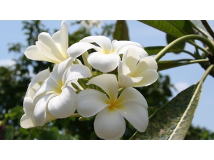 Красивоцветущие кустарники и деревья. Как называются? - mini_12.jpg