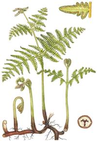 Дикорастущие съедобные растения - ОРЛЯК.jpg