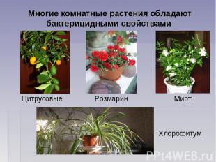 Наши цветы 2 - img8.jpg