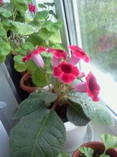 Наши цветы 2 - Фото0379.jpg