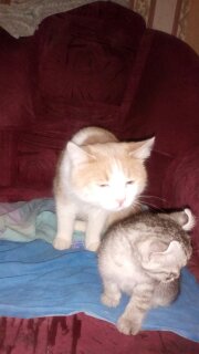 Персик опекает малышку - 1498579722753.jpg