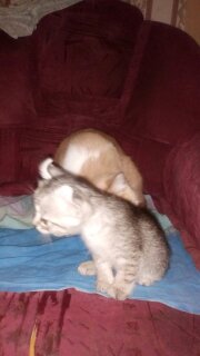 Любимая кошатинка  - 1498579723120.jpg