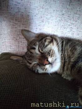 Любимая кошатинка  - IMG_20200810_165602.jpg