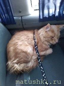 Любимая кошатинка  - r_6x_ZD9gq0.jpg