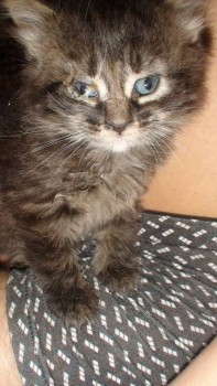 У меня теперь три-кота-ж  - Мурз2.JPG