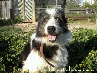 Я потеряла своего питомца  - Фото0201.jpg