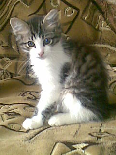 Наш любимец.Боцман. - 17072009(009).jpg