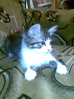 Боцман - 13072009.jpg