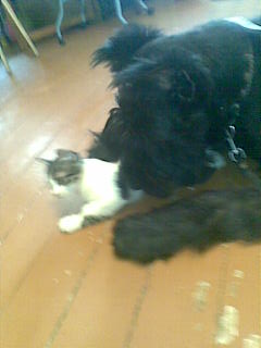 Совместимы ли животное в доме и чистота? - 13082009(009).jpg