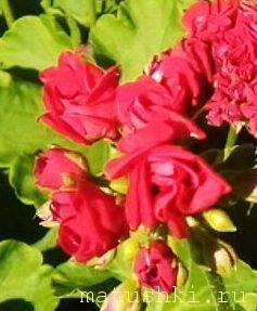 Наши цветы 2 - IMG_20250803_092112_105~3.jpg