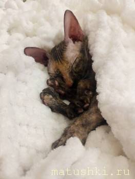 Лучший питомец аллергикам - IMG20250114173528.jpg