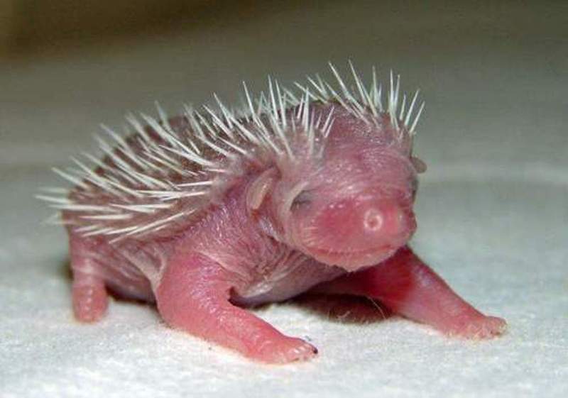 Это меня умиляет - Копия ЙОЖЫК.jpg