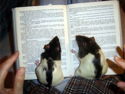 Крыса - в каждый дом - m_665e0b28f4af99ebfdd3f95a1174b6f2.jpg