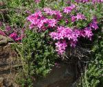 флокс шиловидный - get_photo.jpg