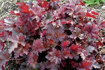 Re: Наши цветы - Гейхера Чоколейт Рафлс..jpg