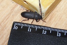 Что это за насекомое такое?Наш новый жилец : - 100_5710_cr.jpg