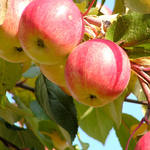 Исполнитель желаний - Наливные яблочки.jpg