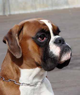 Какие мы?  - 1254270884_boxer_dog.jpg
