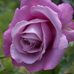 Re: Наши цветы - s_a_1139_2172.jpg