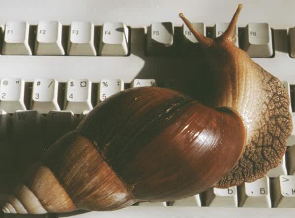 Улитки Ахатины - Achatina works on the computer.jpeg