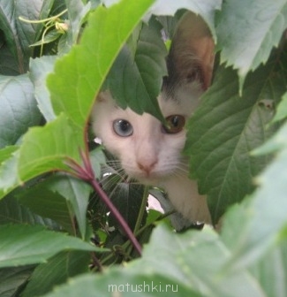 Кто там любит кошек? - IMG_3418.JPG