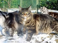 Кто там любит кошек? - i.jpg