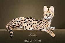 Кто там любит кошек? - i (2).jpg