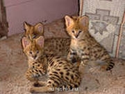 Кто там любит кошек? - i (3).jpg