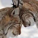 АВАТАРКИ банк аватарок и картинок для них  - эждэж.jpg