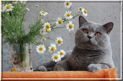 АВАТАРКИ банк аватарок и картинок для них  - прости....jpg