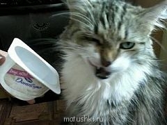 Кто там любит кошек? - Сонька.jpg