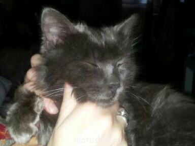 Кто там любит кошек? - 20130506_203100-1.jpg