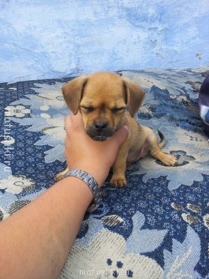 А мы купили щенка - 20130711_114651.jpg