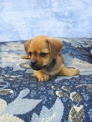 А мы купили щенка - 20130711_114849.jpg