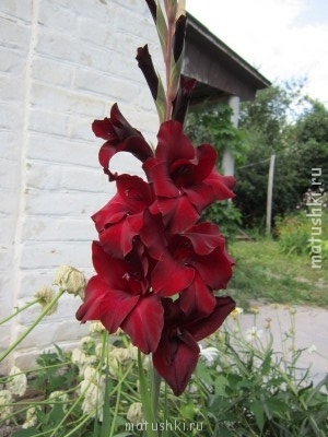 Наши цветы 2 - IMG_1389.JPG