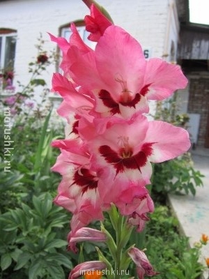 Наши цветы 2 - IMG_1390.JPG