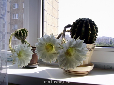 Наши цветы 2 - 2558e5264597ef93faa440eda7efc479.jpg