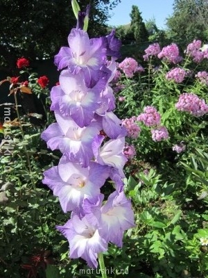 Наши цветы 2 - IMG_1409.JPG