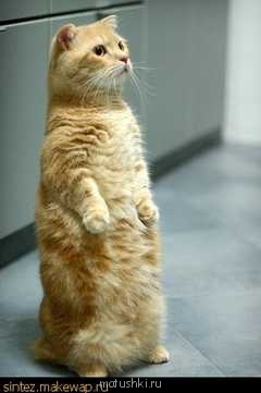 Кто там любит кошек? - 1111.jpg