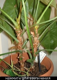 Наши цветы 2 - 99978_t_600x800_DSC08276.jpg