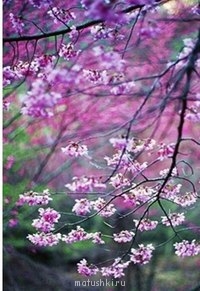 ПРО аватарки обсуждение -2 - K0ti3z37ie8.jpg