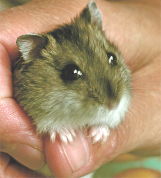 Грызуны - фото мама-хомка.jpg