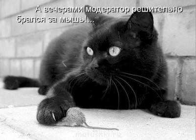 Любимая кошатинка  - LFKjUk4zFOE.jpg