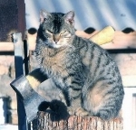 Любимая кошатинка  - котэ.jpg