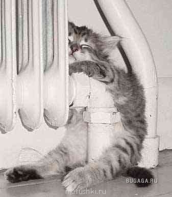 Любимая кошатинка  - 1206052910_stopme_ru_58_0_20070318_12209_9.jpg