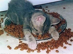 Любимая кошатинка  - post-421-1190813195.jpg