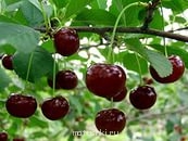 Покажите свой рабочий стол :  - вишня.jpg