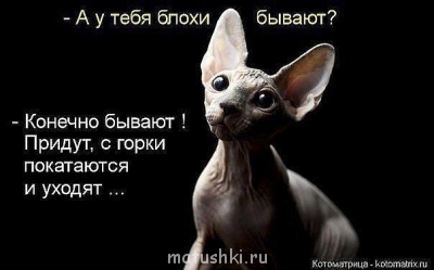 Любимая кошатинка  - o9i53st36k7c.jpg